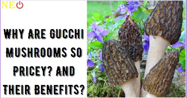 Why Are Gucchi Mushrooms So Pricey? And Their Benefits?