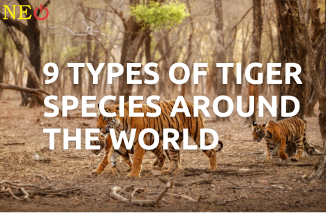 9 Types Of Tiger Species Around The World