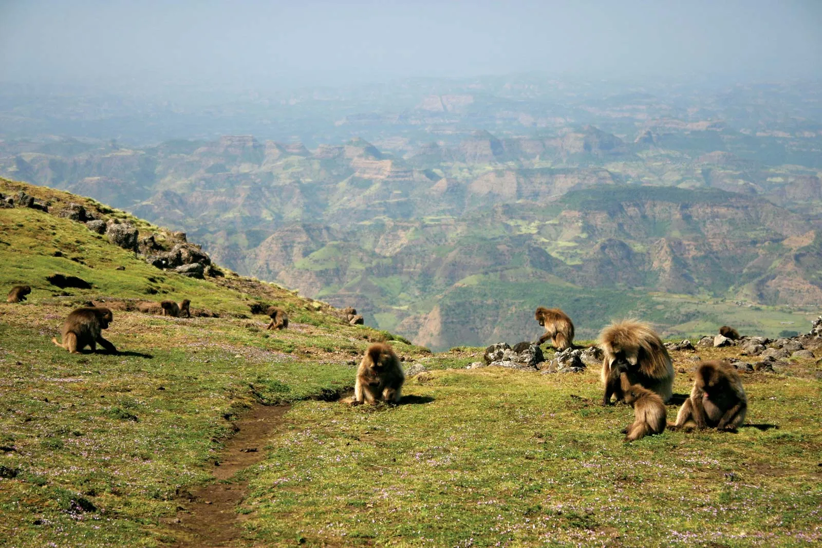 monkeys-Gelada-Simien-Mountains-National-Park-Ethiopia