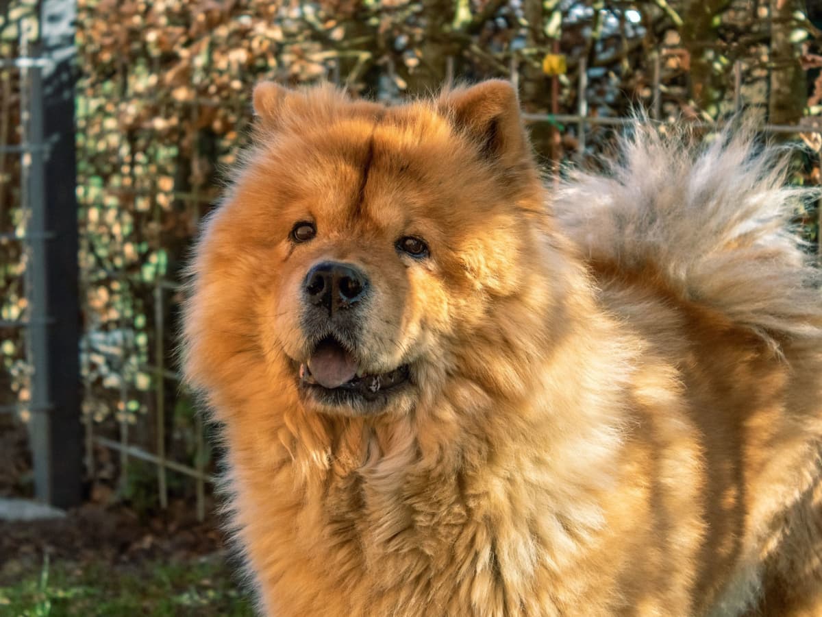 the-chow-chow-a-wonderful-and-loyal-breed-of-dog