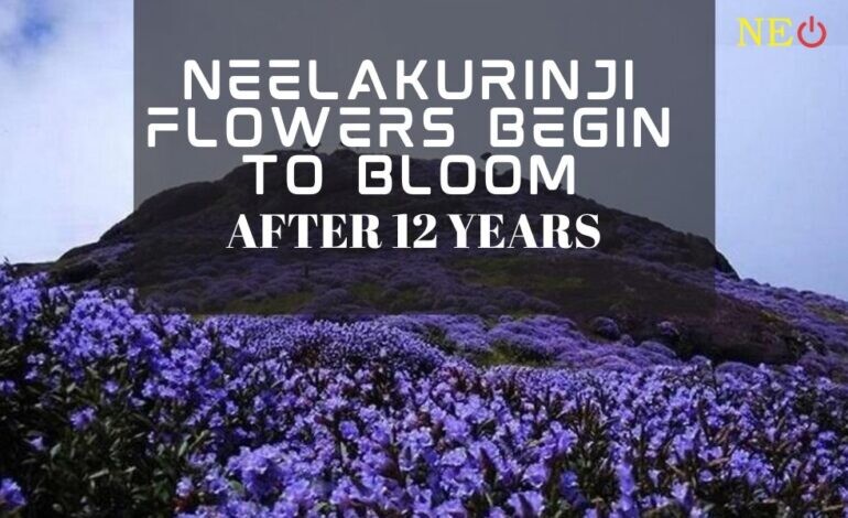 Neelakurinji flowers begin to bloom after 12 years in Karnataka's Kodagu