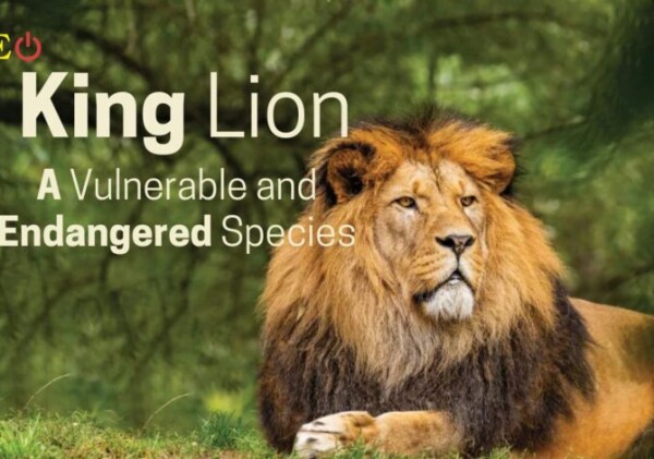 King Lion: A Vulnerable and Endangered Species