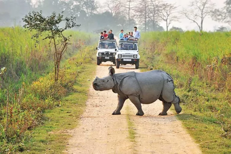 4.Kaziranga-National-Park-in-Assam-768x512