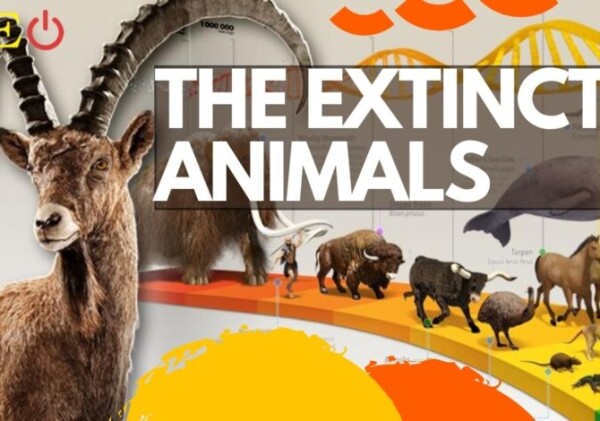 The Extinct Animals We Have Lost in the Past 150 Years